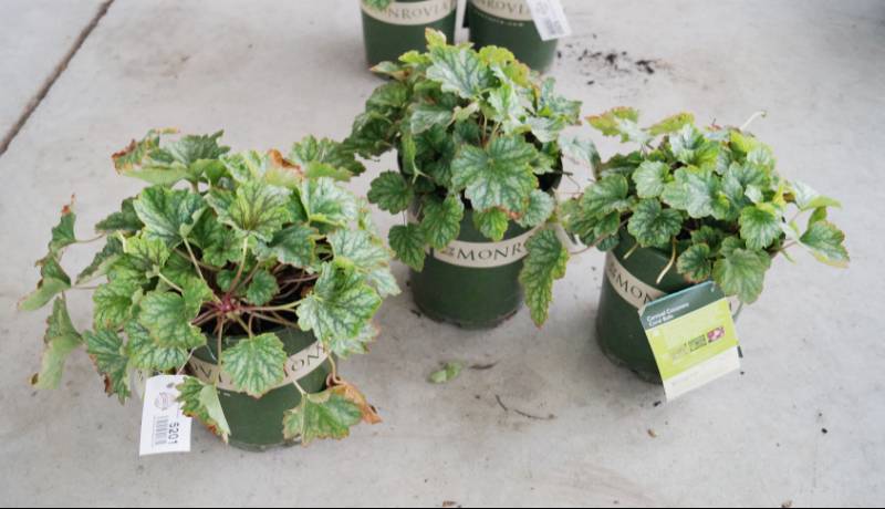 lot 5201 image: 3 (qty.) Carnival Cocomint Coral Bells  - Premium Landscaping Plant by Monrovia