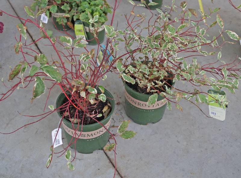 lot 5202 image: 2 (qty.) Variegated Red Twig Dogwood  - Premium Landscaping Plant by Monrovia