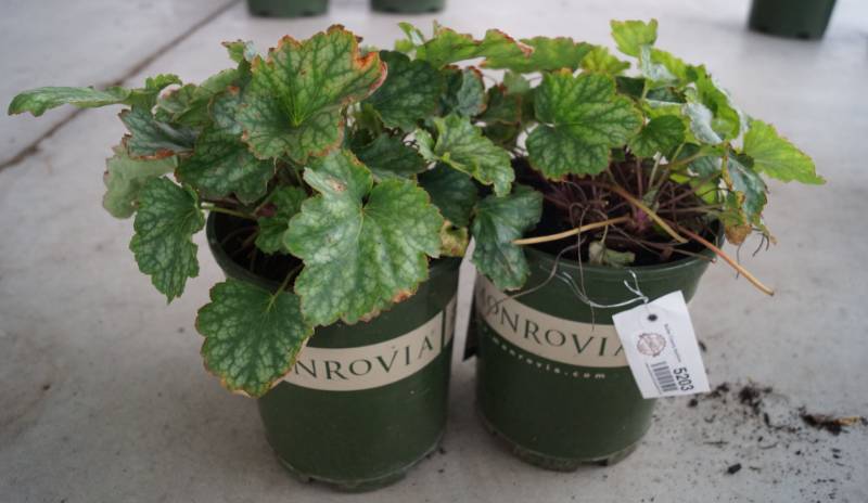 lot 5203 image: 2 (qty.) Carnival Cocomint Coral Bells  - Premium Landscaping Plant by Monrovia