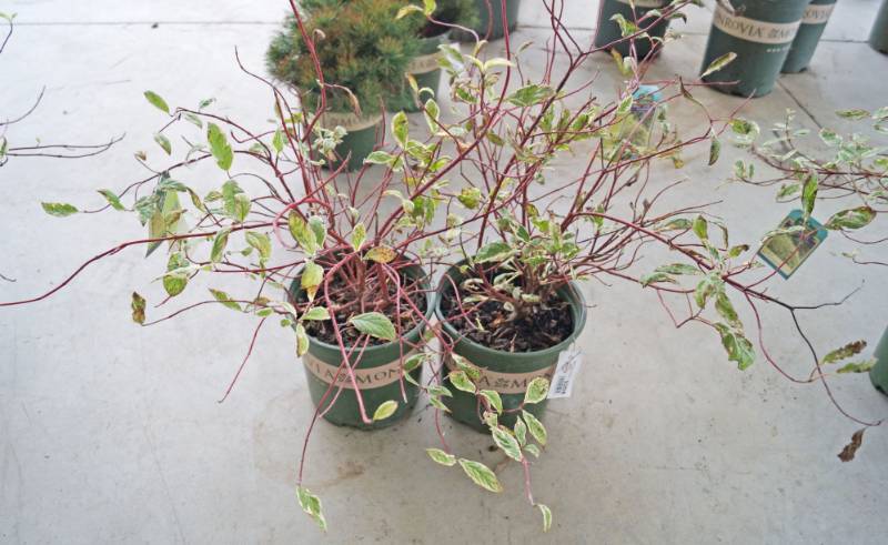 lot 5204 image: 2 (qty.) Variegated Red Twig Dogwood  - Premium Landscaping Plant by Monrovia