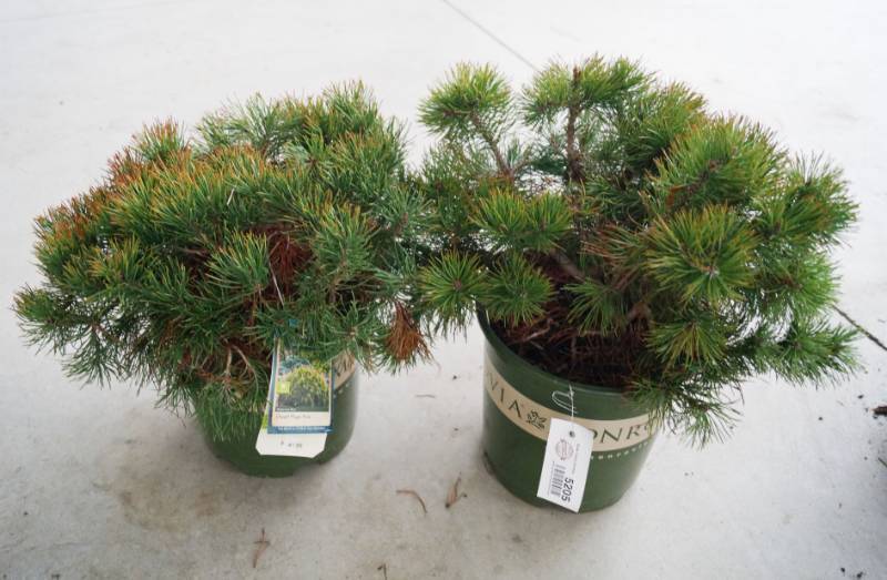 lot 5205 image: 2 (qty.) Dwarf Mugo Pine  - Premium Landscaping Plant by Monrovia