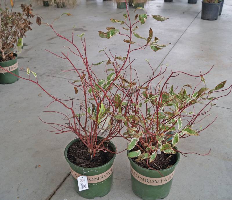 lot 5206 image: 2 (qty.) Variegated Red Twig Dogwood  - Premium Landscaping Plant by Monrovia