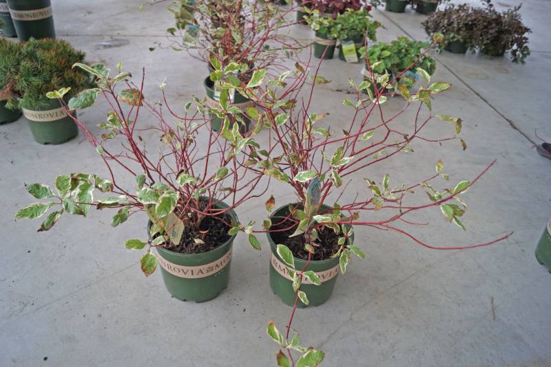 lot 5207 image: 2 (qty.) Variegated Red Twig Dogwood  - Premium Landscaping Plant by Monrovia