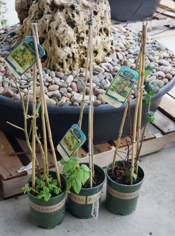 lot 5208 image: 1 (qty.) Prime-Jim Blackberry & 1 (qty.) Canby Red Raspberry & 1 (qty.) Fall Gold Raspberry  - Premium Landscaping Plant by Monrovia