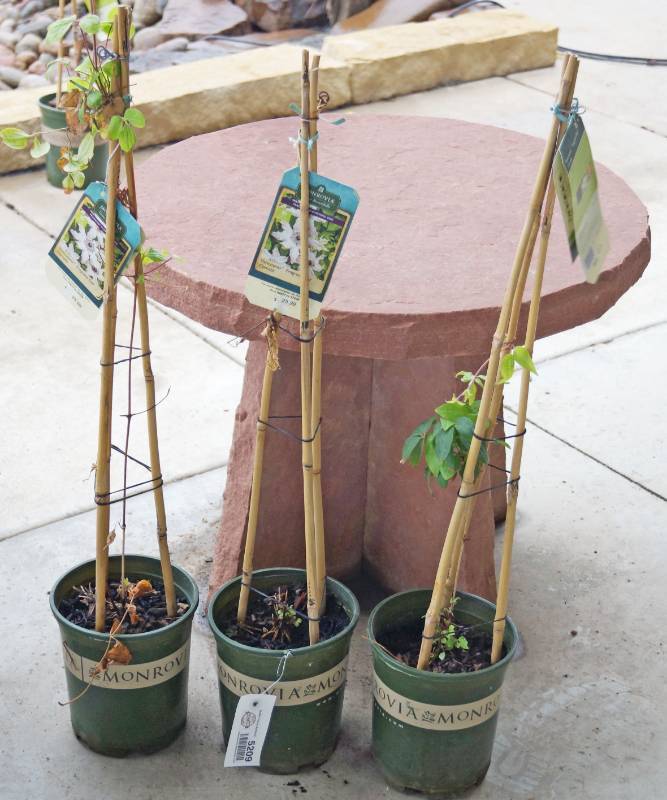 lot 5209 image: 3 (qty.) Vancouver Fragrant Star Clematis  - Premium Landscaping Plant by Monrovia