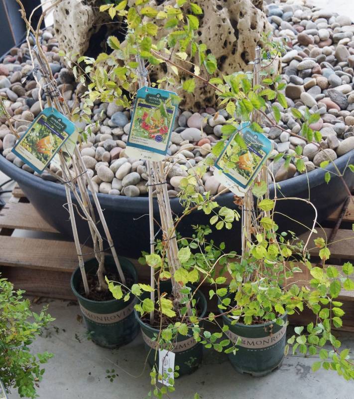 lot 5210 image: 2 (qty.) Yellow Trumpet Creepers & 1 (qty.) Balboa Sunset Trumpet Creeper  - Premium Landscaping Plant by Monrovia