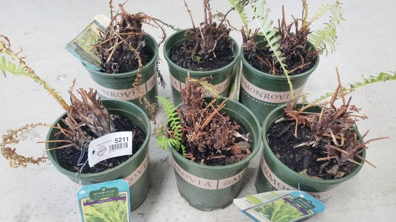 lot 5211 image: 6 (qty.) European Ostrich Fern  - Premium Landscaping Plant by Monrovia