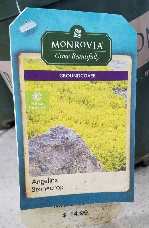 lot 5242 image: 3 (qty.) Angelina Stonecrop  - Premium Landscaping Plant by Monrovia