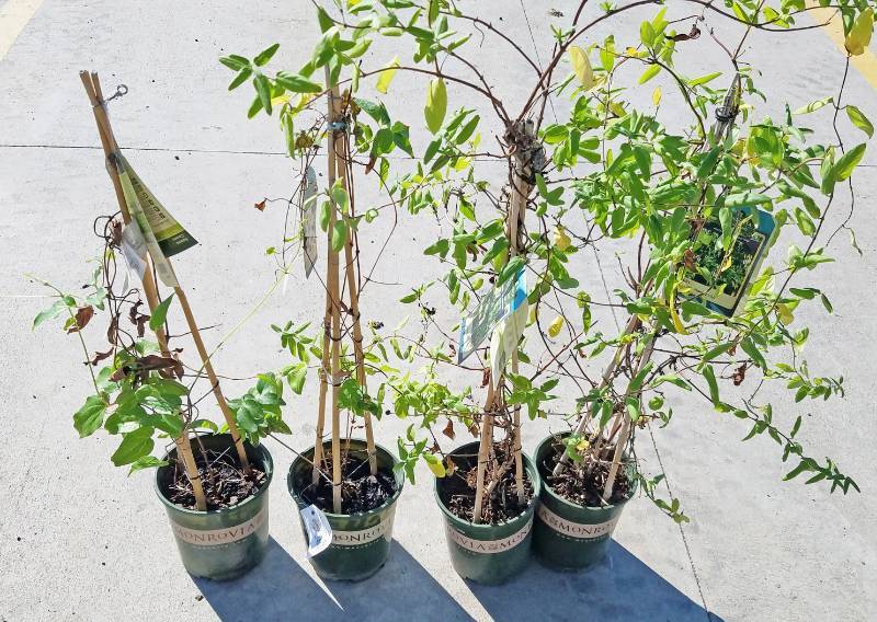 lot 5246 image: 2 (qty.) Halls Japanese Honeysuckle & 1 (qty.) Ramona Clematis & 1 (qty.) Vancouver Fragrant Star Clamatis  - Premium Landscaping Plant by Monrovia