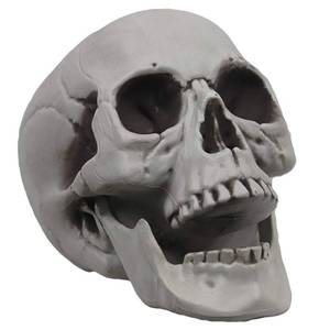 lot 2462 image: MOKRY PARTY Life Size Skeleton Skull for Halloween Decor Graveyard Outdoor White
