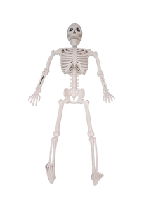lot 6341 image: JOYIN 10 PCS 16 Halloween Skeleton Decor, Full Body Stayable Movable Joints, Posable Hanging Skeletons for Halloween Decoration, Yard, Graveyard, Haunted House Props, Spooky Scene Party Favor