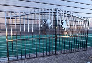 lot 64673 image: Decorative Iron Gate Lion Design