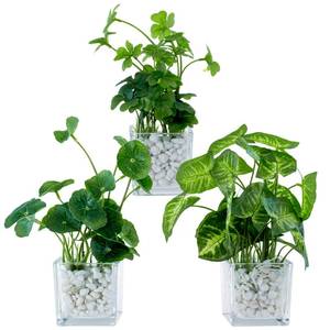 lot 3368 image: MyGift Artificial Clover and Taro Plants in Clear Glass Vase with Decorative White Stones, Set of 3