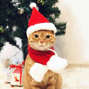 lot 8323 image: PETLESO Cat Santa Hat with Scarf, Christmas Hats for Cats Small Dog Santa Hat Christmas Costume for Cat Rabbit Puppy Doll Decoration, Red S