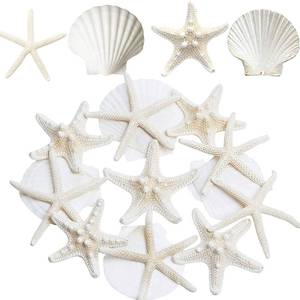 lot 3479 image: JQAQJU 3-4 Inches Large Starfish and Scallop Shells for Crafts 12PCS, Natural Beach Sea Shells for Crafting, Baking Shells Perfect for White Christmas Decor Beach Party Wedding Fishtank DIY Crafts
