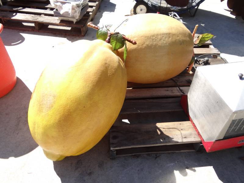 lot 5686 image: 2 Large Display Lemons