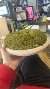 lot 10049 image: Decorative Moss Bowl Display - Retail $25