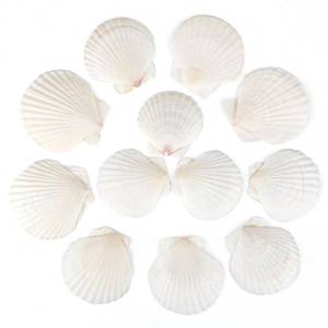 lot 3286 image: MultiPCS Natural Scallop Shells White Sea Shells for Decorating from Sea Beach Real Seashells for DIY Craft Painting Ocean Themed Party Wedding 2-3