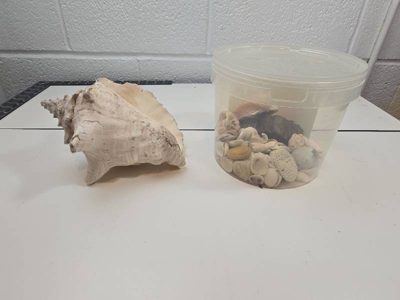 lot 148 image: Natural Seashell Collection