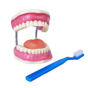 lot 1917 image: Evotech Dental Teeth Care Model, WGiant Toothbrush, Kids Dental Care Teaching Demonstration Model, Speech Therapy Teaching Tool, Adult Standard Typodont Demonstration Teeth Model