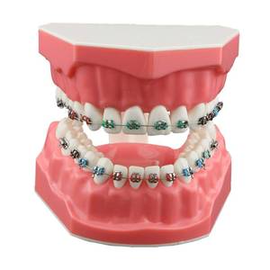 lot 44641 image: Dentalmall Typodonts Orthodontics Demonstration Model with Metal Wires and Bracket Teaching, Learning, Interpretation Model for Adults and Children (Metal Bracket) - Retail $16