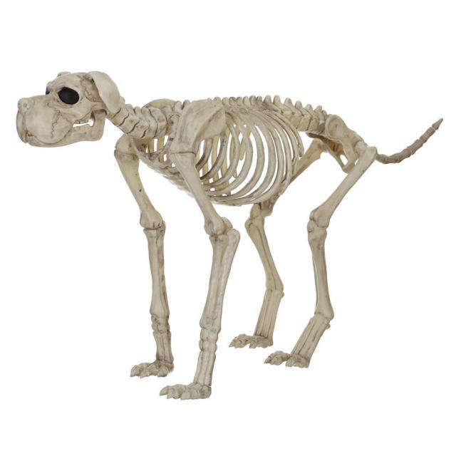 lot 208 image: Halloween Skeleton Bruiser Bonez Dog