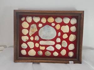 lot 130 image: Framed Seashell Collection Display