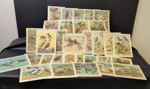 lot 1116 image: Bird Species Illustration Collection