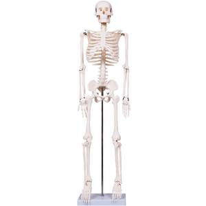 lot 1040 image: breesky Scientifc Human Skeleton Model for Anatomy, 33.4 Skeleton Model with Metal Stand, Removable Arms&ampLegs for Student to Study Human Skeleton Anatomy System, Halloween Decor, Manual Included - Retail $66