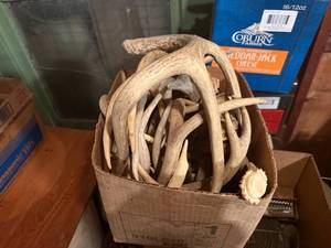 lot 2144 image: BOX OF DEER ANTLERS- SHOP WW