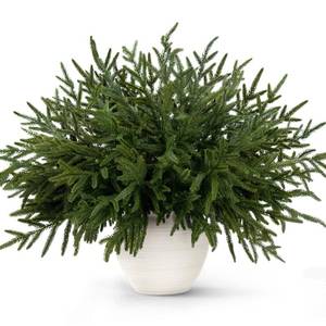 lot 3843 image: Wakeys 28 Pcs Norfolk Pine Stems,Real Touch Artificial Christmas Norfolk Pine Branch, Faux Greenery Picks for Vase DIY Garland Home Holiday Decor(18 Inch)