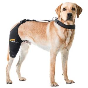 lot 4252 image: Dollephi Dog Knee Brace for Torn ACL Hind Leg, HotCold Compress for Patella Dislocation or Osteoarthritis, Cruciate Ligament Injuries,Patent Pending(Right Leg,M)