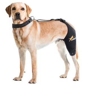 lot 4260 image: Dollephi Dog Knee Brace for Torn ACL Hind Leg, HotCold Compress for Patella Dislocation or Osteoarthritis, Cruciate Ligament Injuries,Patent Pending(Left Leg,M)