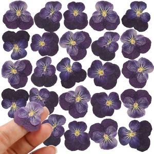 lot 8382 image: 25PCS Dried Violet Flower, Natural Pressed Colorful Real Dry Petals Flowers for Mixed Epoxy Resin Jewelry Pendant Making, Floral DIY Nails Art, Crafts, Soap, Candle, NOT Edible