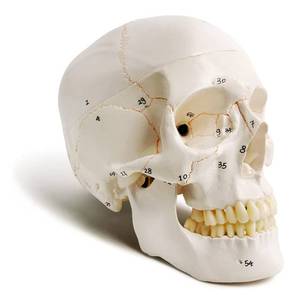 lot 7431 image: EVOTECH SCIENTIFIC Classic Numbered Human Skull Model, Life Size 9 Medical Quality-3 Part-WSutures Painted, 54pcs Labeled Numbered for Medical Student Shows Most Major Foramen Fossa and Canals