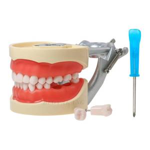 lot 55481 image: Dental Typodont Model with 32 Removable Teeth, Practice and Study (M8012 Kilgore Nissin 200 Type)