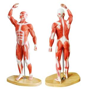 lot 1782 image: EVOTECH SCIENTIFIC Human Muscle Model-20 Miniature Muscular System Model, Human Muscular Figure Human Body Anatomy Model for Medical Physiology Study Teaching Tool, Retail $119