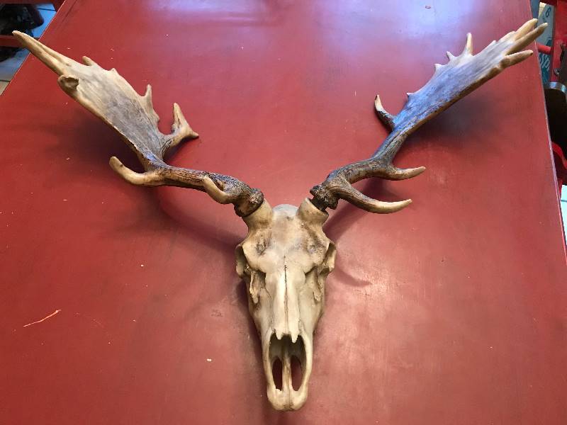 lot 2033 image: Ceramic replica of skull with antlers