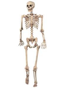 lot 18229 image: Skeleton Poseable Halloween Decoration