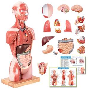 lot 3156 image: EVOTECH SCIENTIFIC 2025 New Human Body Deluxe Musculature Model, 16 Pcs Removable 17 inch Human Torso Anatomy Model with Heart Head Skull Brain Skeleton Model for Medical Student, Lab & Classroom Use - Retail $153