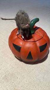 lot 1127 image: Hand painted Ceramic Jack O Lantern ( approximately 8 inches diameter ) and Fuzzy Rat Decor