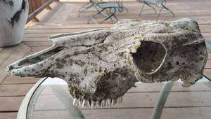 lot 836 image: Cow Skull