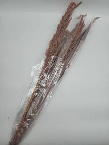 lot 69039 image: Rooms Bloom Dried Pampas Grass Bundle - Retail $15