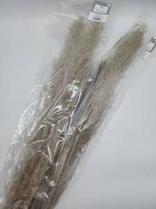 lot 69046 image: Natural Dried Pampas Grass Bundle - Retail $12