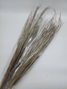 lot 69055 image: Natural Dried Palm Fronds Bundle - Retail $12