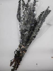 lot 69065 image: Preserved Eucalyptus Branches Bundle - Retail $12