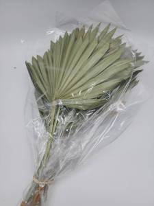 lot 69068 image: Natural Dried Palm Fan Leaves - Retail $12