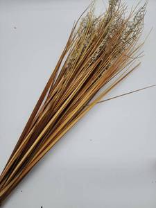 lot 69076 image: Natural Dried Palm Fronds Bundle - Retail $12