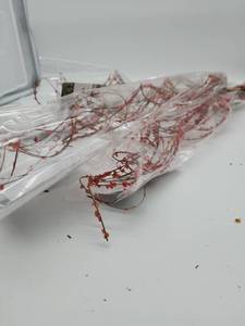lot 69117 image: Natural Dried Pink Berry Twig Stems - Decorative Bundle - Retail $12