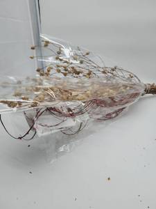 lot 69120 image: Dried Babys Breath and Red Berry Floral Bundle - Retail $12